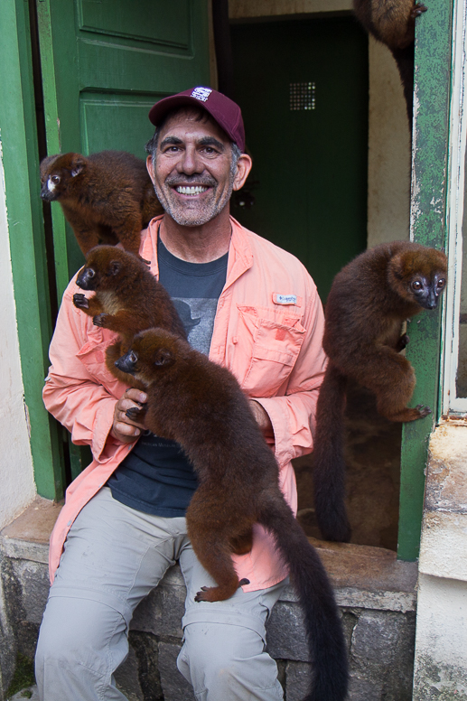 bob and the brown lemurs